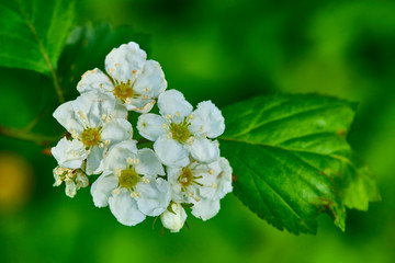 Apple blossom close up. blurred background color