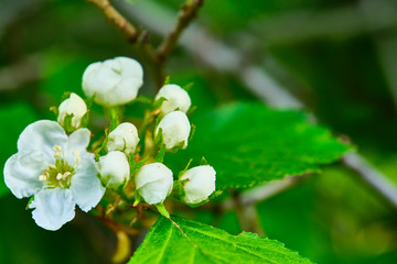 Apple blossom close up. blurred background color