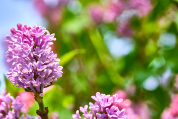 macro purple lilac flowers on a branch in spring. blurred background, color