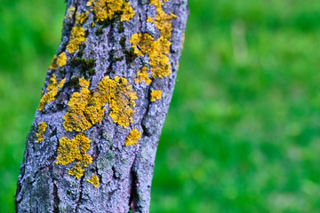 tree is covered with moss which damages the tree and kills it by allowing it to develop fungal...