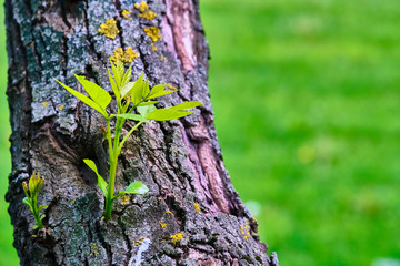 Leaves Grow From Trunk Of Poplar Tree. color