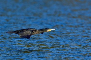 青空映す水面をさっそうと飛ぶカワウ