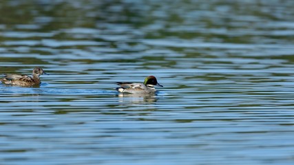 のんびりと泳ぐヨシガモのカップル