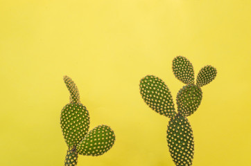 two minimalist prickly pear with yellow background and shadow