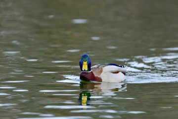 のんびりと泳ぐマガモ オス