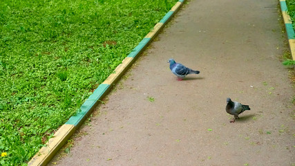Branch chestnut closeup. White chestnut flowers photographed against the background of lush green leaves. color