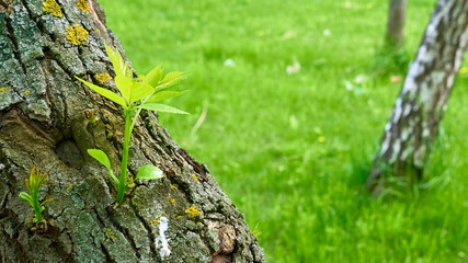 Leaves Grow From Trunk Of Poplar Tree. color