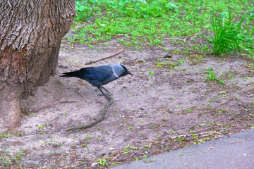 City jackdaw stepping foot on a piece of bread lying on the ground color
