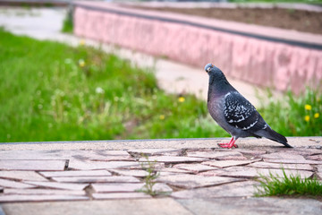 Pigeon Dove in the city streets Urban Birds. color