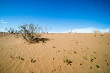 sand dunes in the desert