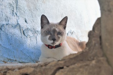 belo gato dos olhos azuis permitindo ser fotografado.