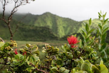 The beautiful flowers of the Hawaiian Islands.