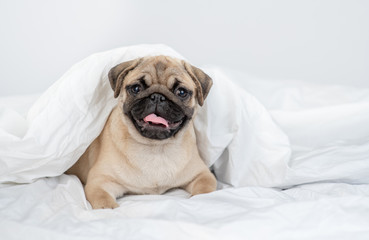 Pug puppy lies under warm blanket on the bed at home. Empty space for text