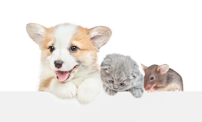 Puppy, kitten and tiny mouse look together over empty white banner. isolated on white background