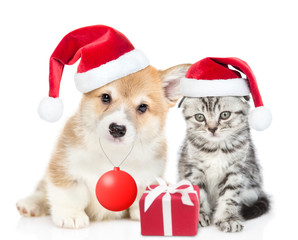 Cute Pembroke Welsh Corgi puppy holds in it mouth toy ball and sits with gray tabby kitten. Cat and dog wearing red christmas hats sit together with gift box. isolated on white background