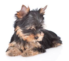 Yorkshire Terrier puppy lies and looks down. Isolated on white background