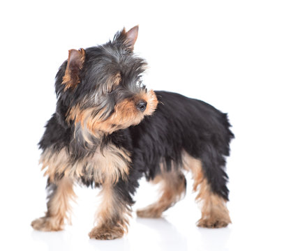 Portrait of a Yorkshire Terrier puppy stading in side  view and looking away. Isolated on white background