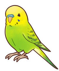 セキセイインコ ノーマル