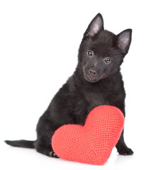 Schipperke puppy sits with big red heart. Isolated on white background