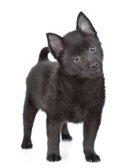 Curious schipperke puppy stands and looks at camera tilting head. Isolated on white background