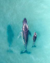 Mother and calf whales migrating © Benjamin