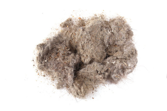 lump of dust on a gray background