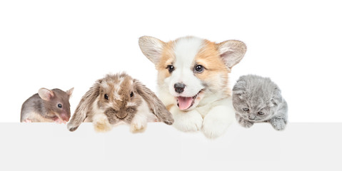 Puppy, rabbit, kitten and tiny mouse look together over empty white banner. isolated on white background