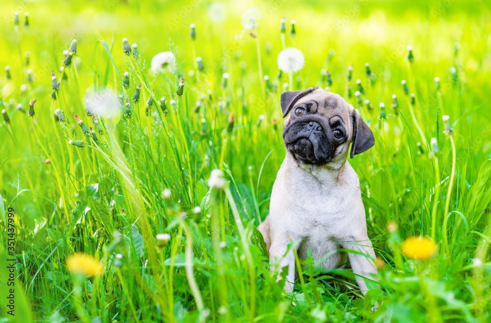 Poster curious pug puppy sits on summer green grass and looks and camera tilting head. empty space for text