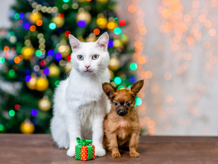 Fototapeta na wymiar Adult angora cat and tiny toy terrier puppy sit together with gift box with Christmas tree on background. Empty space for text