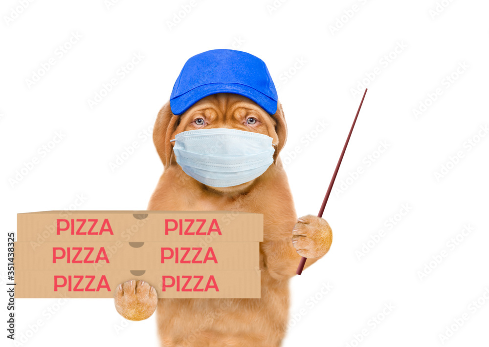 Aufkleber pizza delivery dog wearing medical protective mask and blue cap holds pizza boxes and points away on