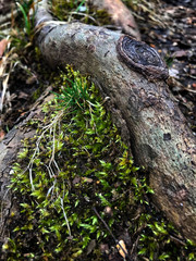 Tree roots
