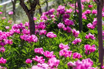 Fototapeta premium Peony flowers in the park