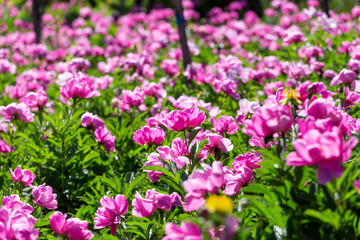 Peony flowers in the park