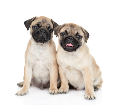 Two pug puppies sit together in front view. isolated on white background