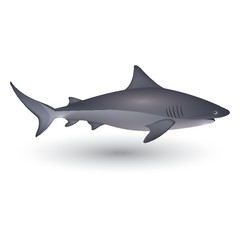 Obraz premium Shark