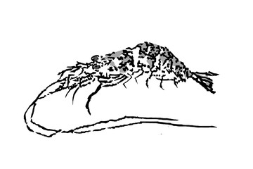 北斎の蝦・模写