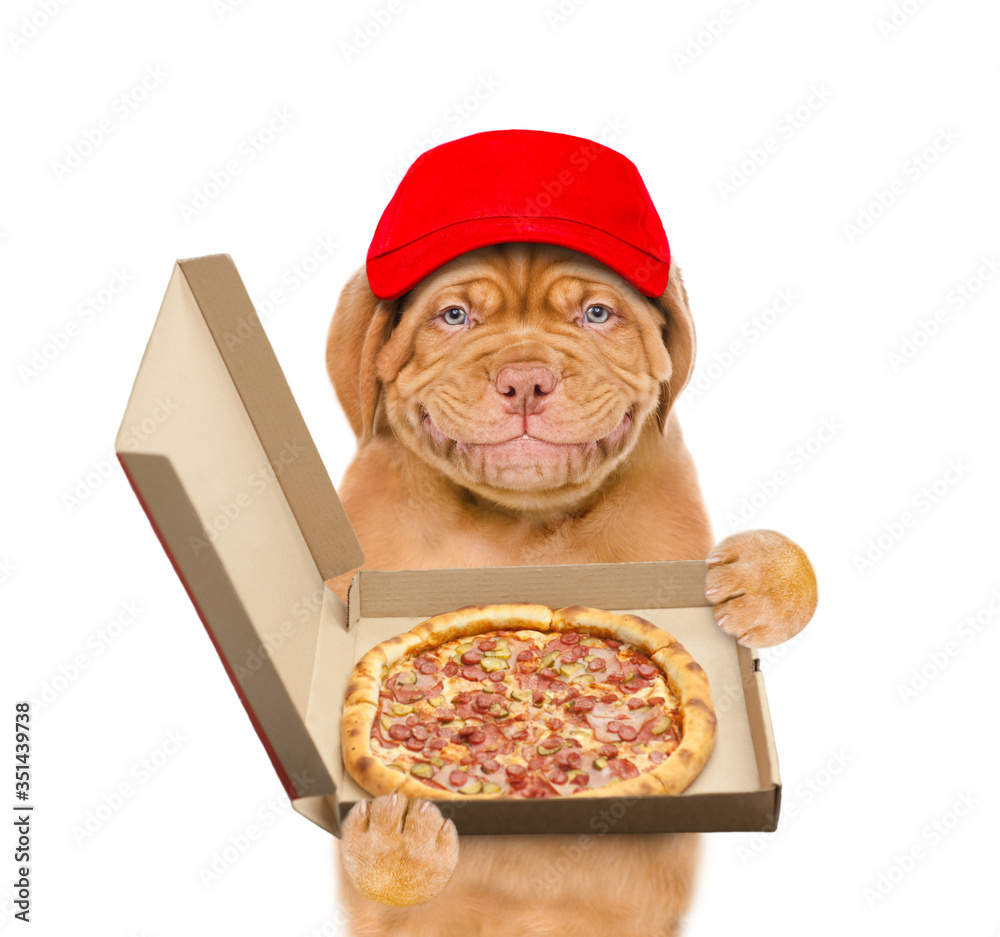 Poster Smiling puppy wearing red cap holds open box with pizza. isolated on white background