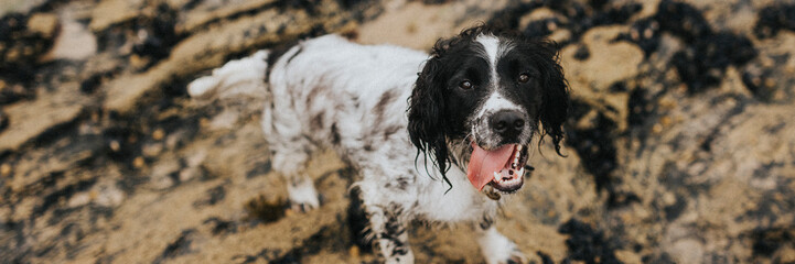 Wet dog on a sandy beach