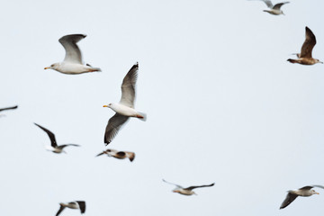 Colony of seagull flying over Lofoten, Norway