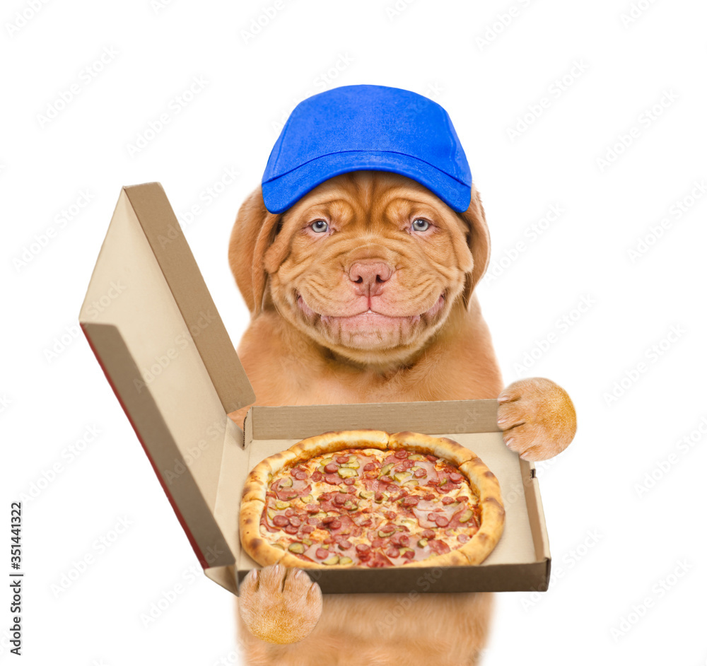 Poster smiling puppy wearing blue cap holds the box with pizza. isolated on white background