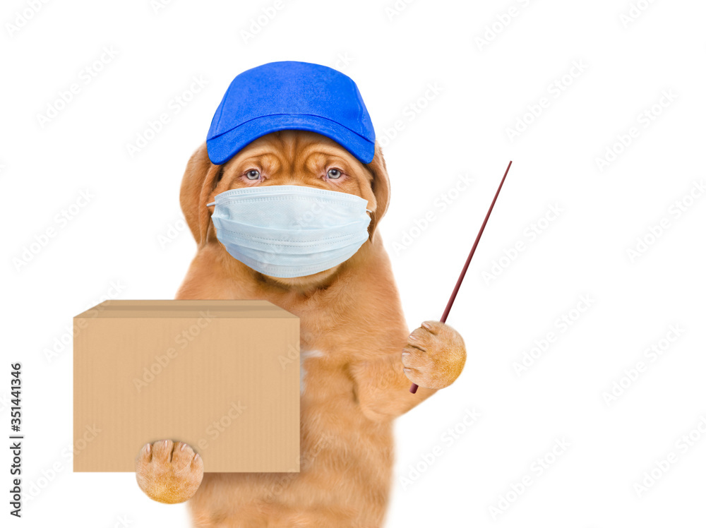 Poster puppy wearing medical protective mask and blue cap holds big box and points away on empty space. iso