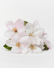 Appletree blossom isolated on white. Apple flowers. Spring apple flowers. Bloom garden flower
