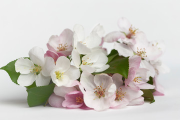 Appletree blossom isolated on white. Apple flowers. Spring apple flowers. Bloom garden flower