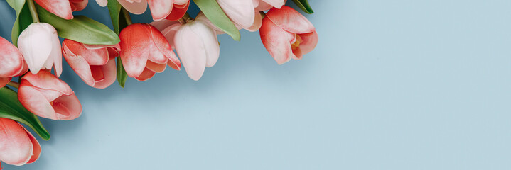 Red and white tulip on blank blue background template