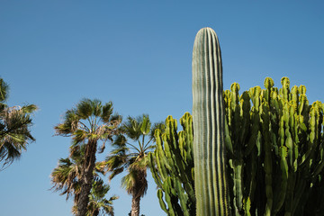 Cacti and palm trees against blue sky on a sunny day