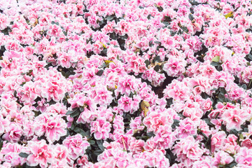 Pink and Magenta Azalea Flower in Garden in Wide Angle View. Natural Azalea Flower or Azalea bouquet with green leaves background