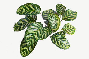 Calathea Makoyana leaves isolated on background mockup