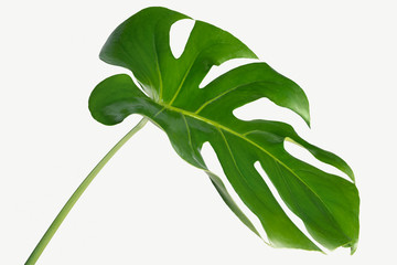 Fototapeta na wymiar Monstera delicosa plant leaf on a white background mockup