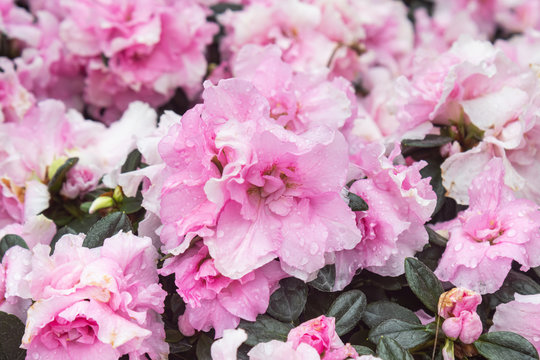 Pink Azalea Flower in Garden in Center Frame. Natural Azalea Flower or Azalea bouquet with green leaves background