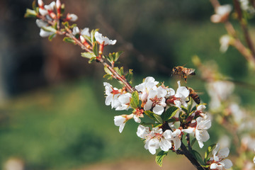 The bee sits on a flower of cherry blossom